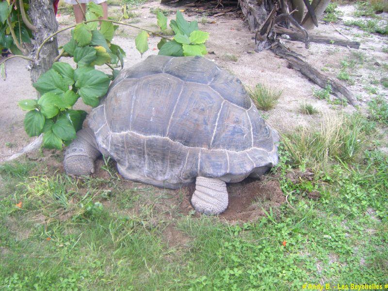 En route vers Bird Island - hotel - ile - nature (19).JPG